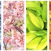 four images showcasing four weather seasons - Barefoot Construction deck construction