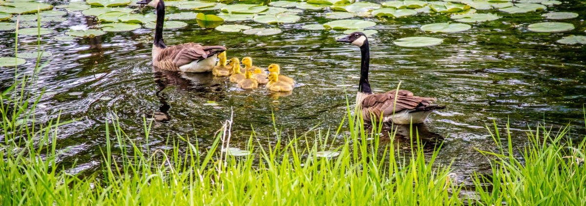 two geese with their goslings swimming in a pond - Barefoot Construction deck builders near