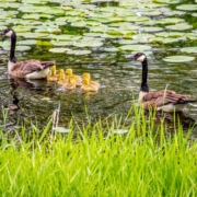 two geese with their goslings swimming in a pond - Barefoot Construction deck builders near