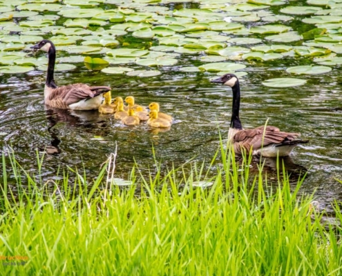 two geese with their goslings swimming in a pond - Barefoot Construction deck builders near